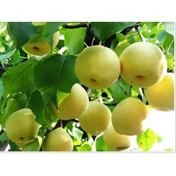 安陽市農產品批發與供應鏈解析 多源渠道助力高效流通