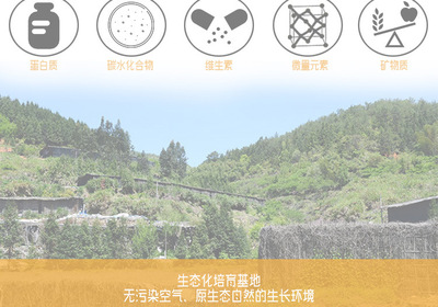 金針菇干貨 無硫農產品，酒店與工廠的優選原料